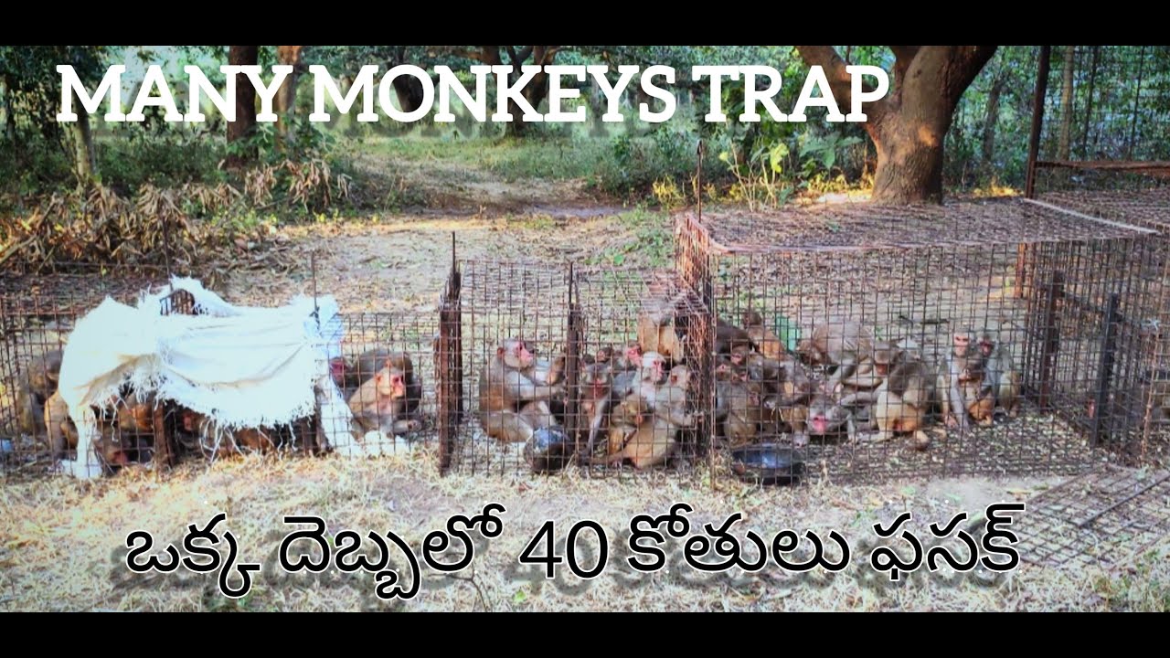 How to make many monkeys trap///man traps and catches many monkeys at