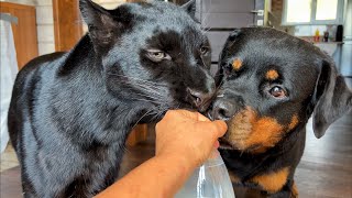 Panther Luna and Venza got milk😂 Home routines(ENG SUB)