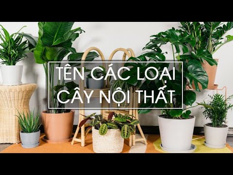 Video: Cây Nội Thất Hiếm - Những Cây Nội Thất Đắt Nhất Thế Giới