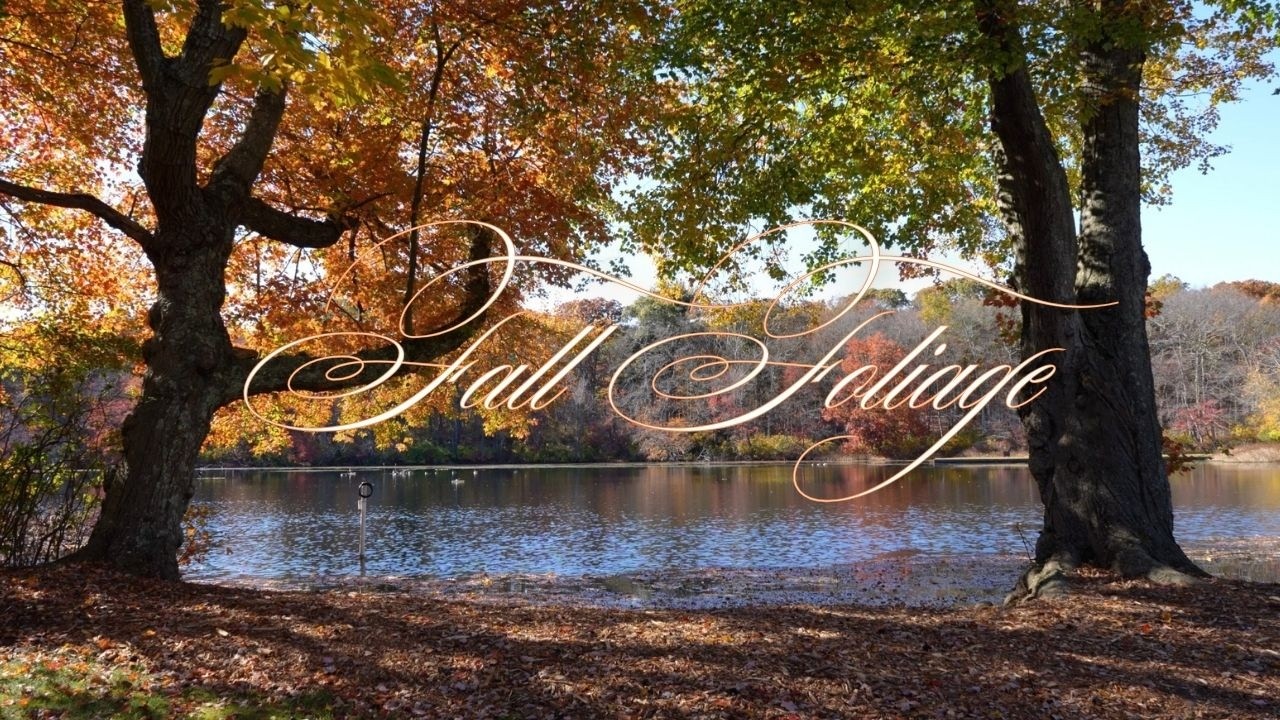 Fall Foliage x Sony A7iv Cinematic Video