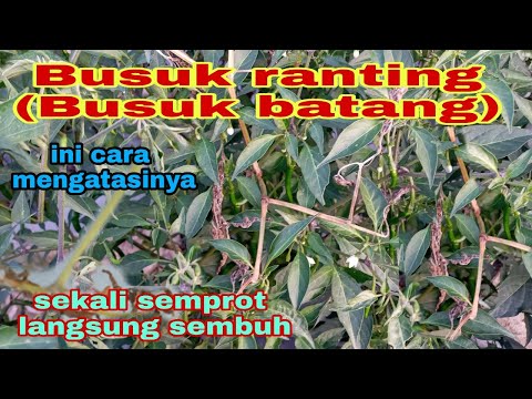 Video: Semak Azalea Dan Busuk Akar Phytophthora