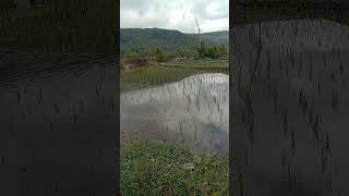 MUNDUK Rice Terraces #bali #shorts