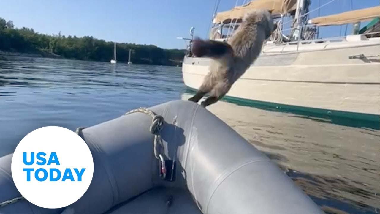 Fearless cat attempts to leap onto sailboat, instantly regrets it | USA TODAY