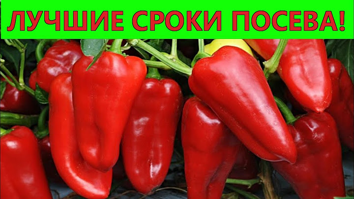 THE BEST TIME FOR SOWING PEPPER FOR SEEDLINGS