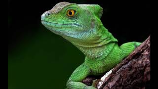 Watch Green Lizard Yesterday video