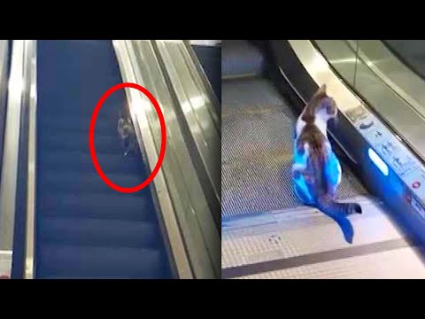 Cat Tries and Fails to Walk Up Descending Escalator