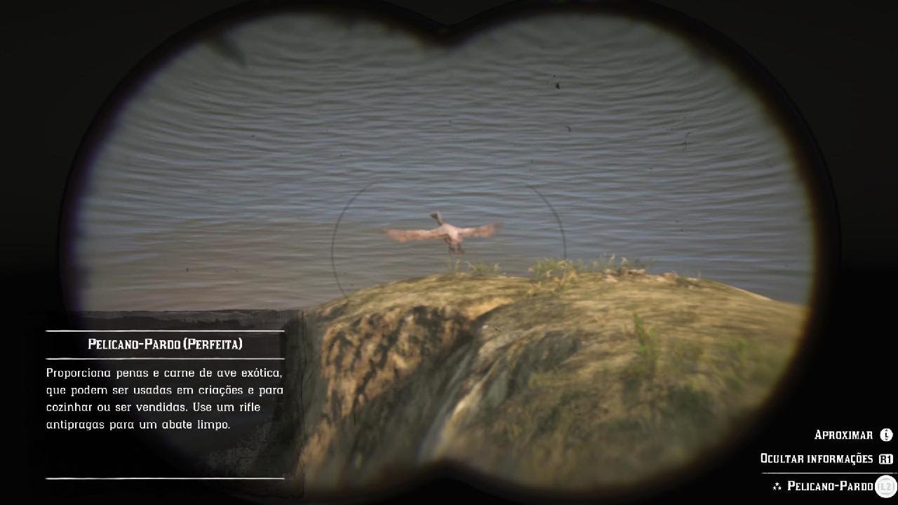 Pelican Rdr2 RDR 2! Localização Pelicano pardo 🦢 - YouTube