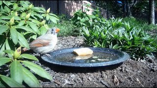 Bird Bath, April 23, 2024 (3/3)