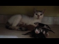 Menggemparkan! Kucing Melahirkan Anak ....