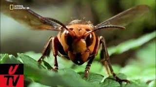 Los Animales mas Peligrosos del Mundo -5- Asia - UltraSalvaje-TV - 1080p Los Animales mas Peligrosos del Mundo -5- Asia - UltraSalvaje-TV - 1080p