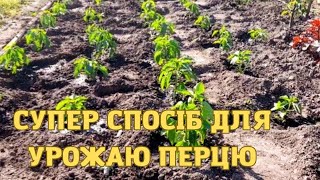 ПОСАДІТЬ ПЕРЕЦЬ таким СПОСОБОМ, і ВИ будете садити так ЗАВЖДИ🌶