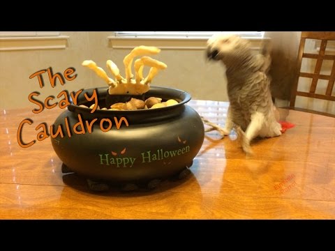 einstein-and-the-scary-halloween-cauldron!-🎃