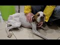 The first Christmas of a rescued  dog that was starving on the streets ...