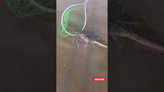 Baby stingray video #shorts
Baby sting ray #shorts short video of Baby Sting Ray captured in Outer banks. Wild sting ray shorts
Short video of Sting ray sea animal.
-
-
-
-
-
-
shorts - YouTube, shorts video, shorts for men, YouTube shorts, YouTube shorts, , stingray fish, stingray scientific name, stingray species, stingray habitat, stingray attack, stingray food, Sting ray, Stingray, Shorts, Shorts video, Outer banks, Sea, Ocean, Shorts viral video, Baby stingray video #shorts