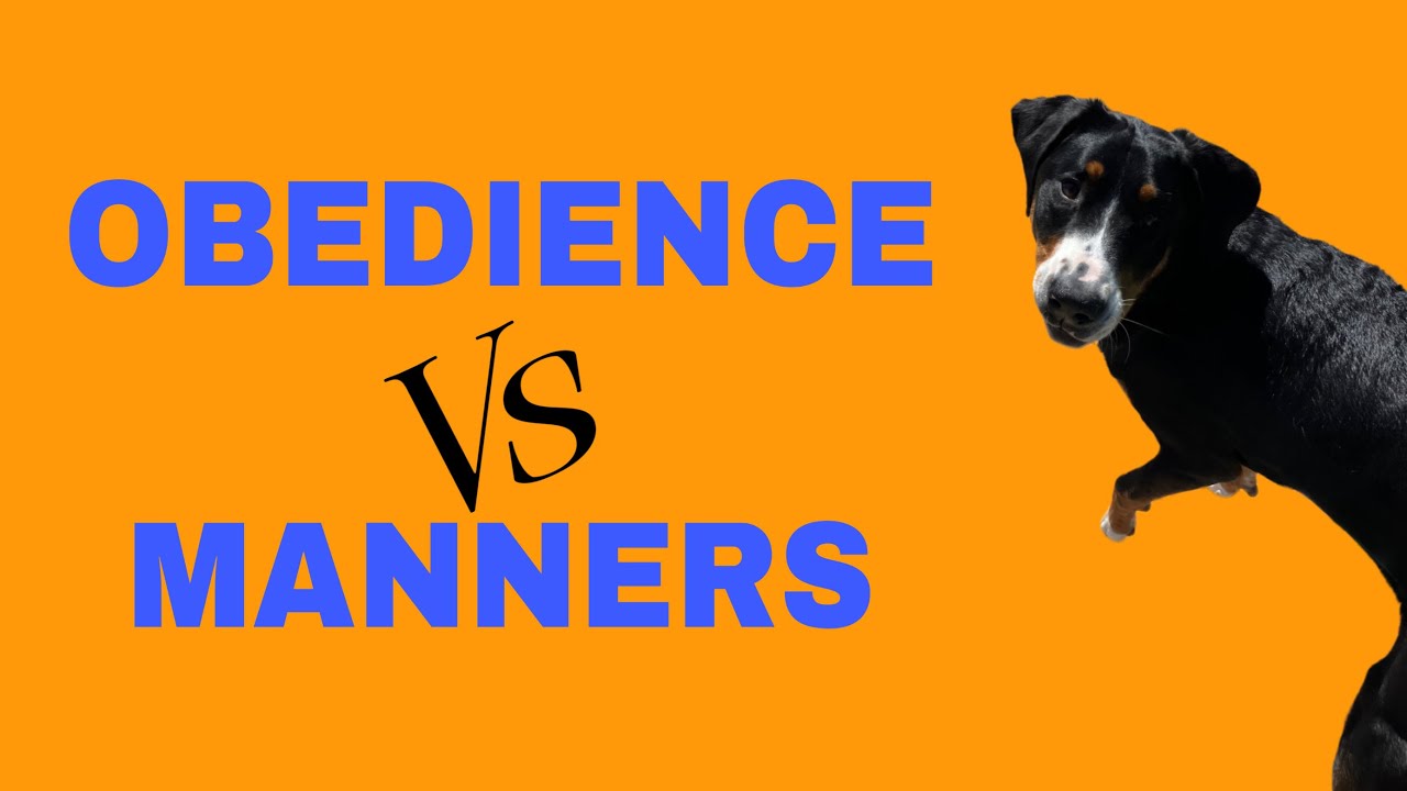 Послушание против хороших манер. Швейцарская горная собака Окли