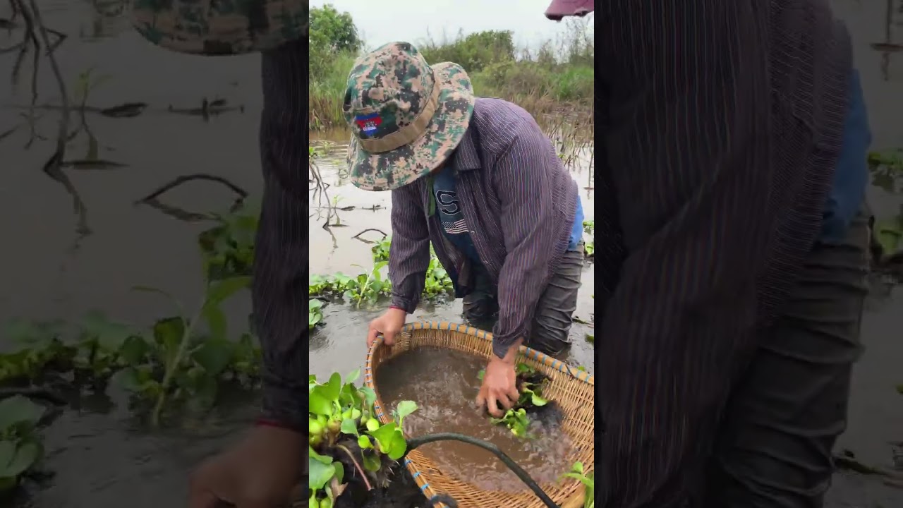 ជញ្ចាត់ត្រីតាមវាលស្រែ🐬🦐#warzone #fishing #vtuber #streetfood #streetfood #colonelkkjϟ #food #