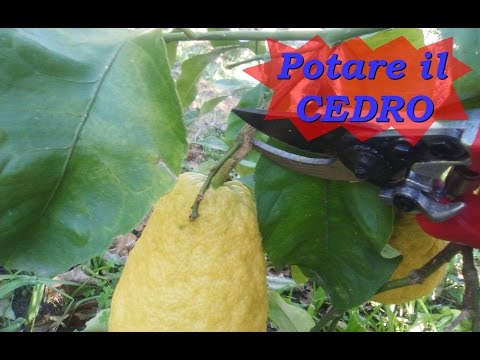 POTARE IL CEDRO