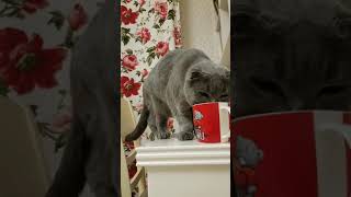 Кот пьет чай. Смешной кот. Кот и чашка Кот пьет чай. Смешной кот. Кот и чашка