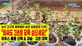 "비싸도 무조건 2년생 묘목을 심으세요!" 블루베리 농가들이 가장 많이 하는 품종 선택 실수와 하우스 재배 핵심 노하우 (논산 고구려 블루베리 농장 2부) [한국농업TV]