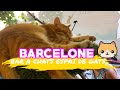 Bar a chats barcelone