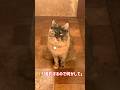 【撮るにゃ⁇】期待する主と考える猫 #ねこ #cat