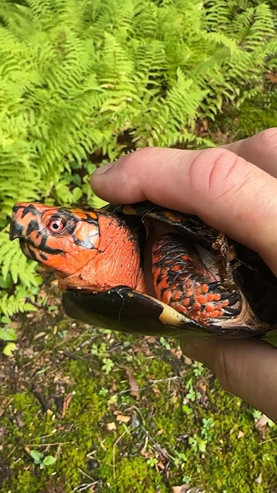 How to determine turtle gender