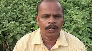 Control of Wilting in Brinjal by KVK ANGUL