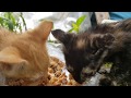 Kittens being aggressive while eating