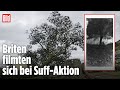 England: Hier fällen zwei Männer den „Robin-Hood-Baum“