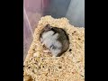 #hamster #hamsterkombat #pets #cute #hamsters #animals #food #cuteanimals #love #aquarium