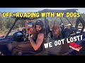 I took my dogs off-roading!