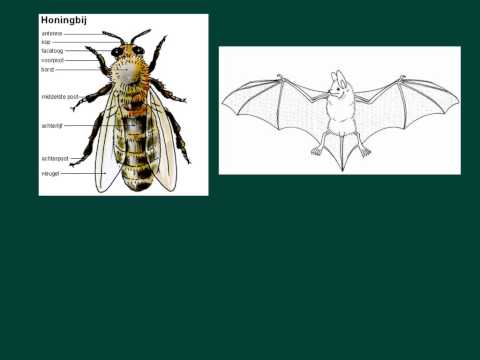 Video: Verschil Tussen Homoplasie En Homologie