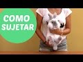 Como sujetar a un conejo