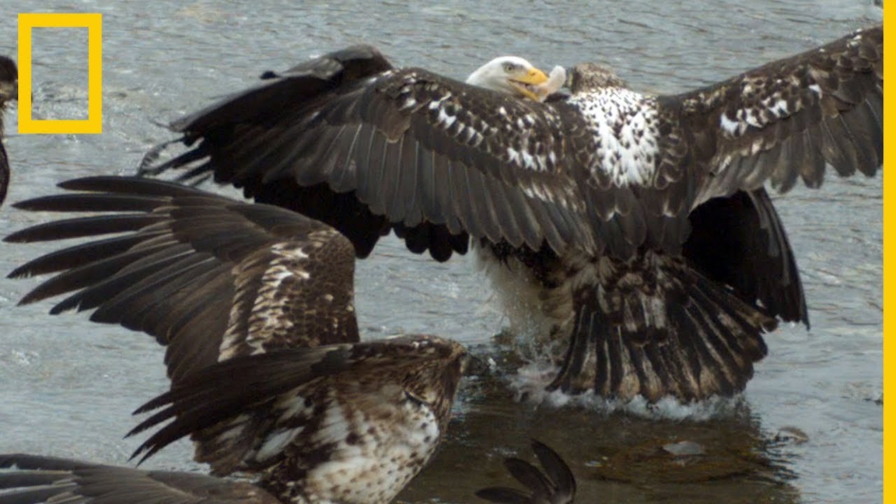 Águilas calvas se pelean por la comida a cámara lenta | National Geographic  en Español - YouTube
