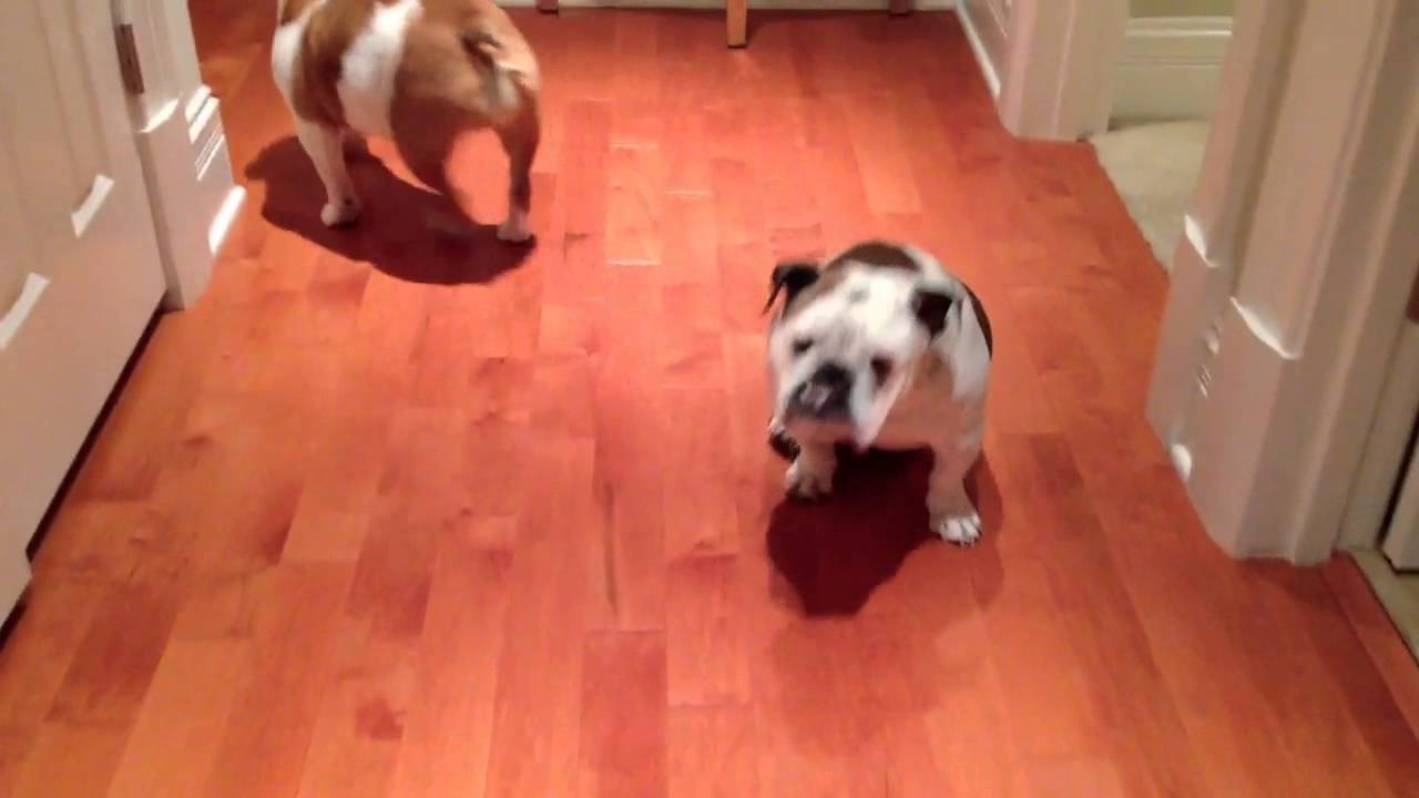 clips for crocs English bulldogs play hide and seek