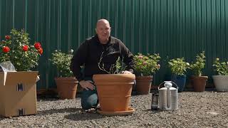 How to Plant Roses in Containers