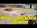 ЛИ СЯО. Лиса - Алиса. Зазевавшийся Белый и игры с соседской собакой. Забавные моменты.