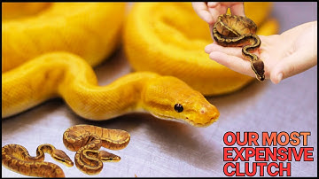 Sunset Ultramel: The Top Ball Python Project!!!