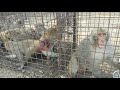 Monkey catching /solve monkey problem /9441574468/9848221274/ monkey catcher