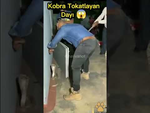 Kobra Tokatlayan Dayı 😱