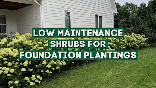 7 Best Low Maintenance Shrubs for Foundation Plantings 🏡  | Foundation Plants 👍👌
