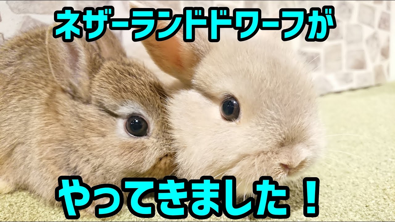 ネザーランドドワーフが2羽やってきました 札幌のうさぎ専門店 Mon Lapin のブログ ネザーランドドワーフが2羽やってきました 札幌のうさぎ専門店 Mon Lapin のブログ