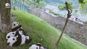 How do keepers gauge panda