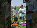 mirchi# అన్ని రకాల తెగుళ్ళు# putha# khata# #agriculture # V-grow