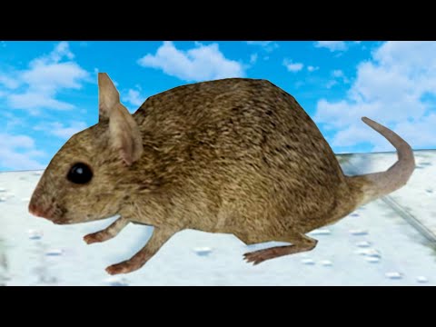Видео: Симулятор Крысы #6 Финал. Победил Босса Rat Simulator на пурумчата