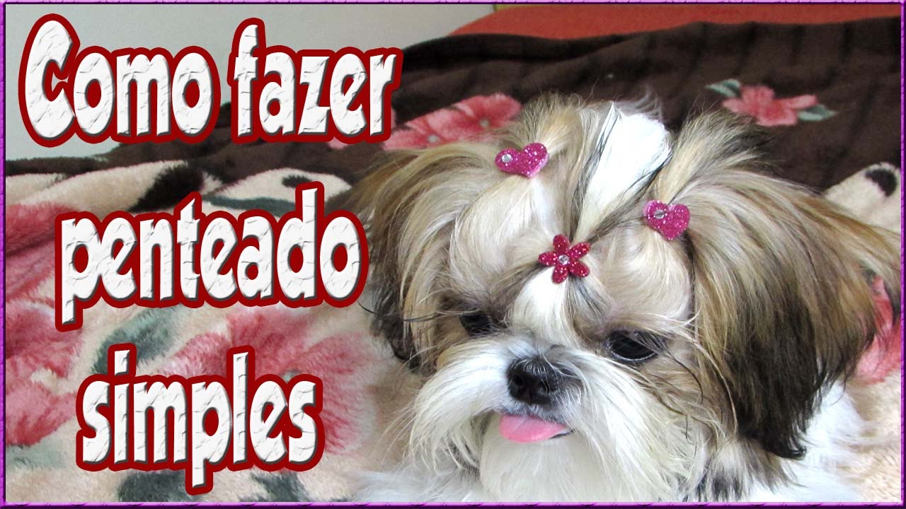 🔴 Como fazer penteado simples com adesivos próprios para cachorro - thptnganamst.edu.vn