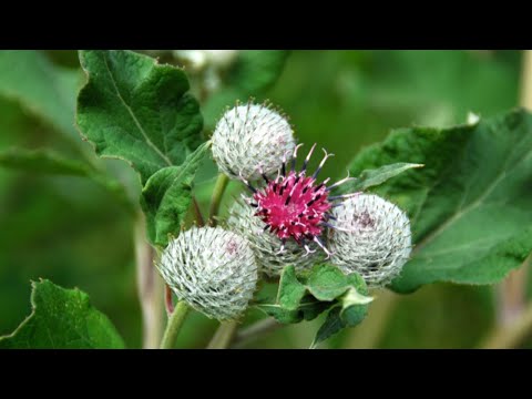 Burdock Root თვისებები მოსავალი და მოხმარება. თვითდახმარების ჯანმრთელობა სილამაზე. სუბტიტრები