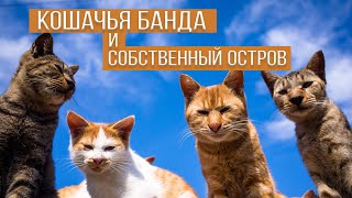 ОСТРОВ КОШЕК | Собакам тут не рады.