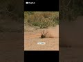 #wildlife #wildernessseason #animals