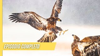 Desierto secreto  El águila y su presa | Episodio Completo